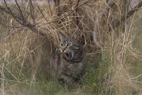 Yawning tabby cat among the dry long grass © Ania