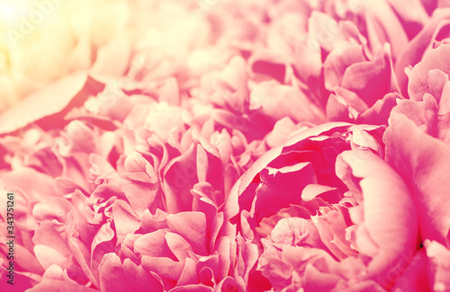 Fototapeta Naklejka Na Ścianę i Meble -  Pink peony flower petal background
