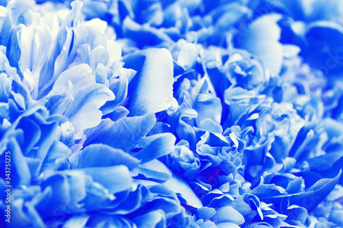 Beautiful blue peony flowers