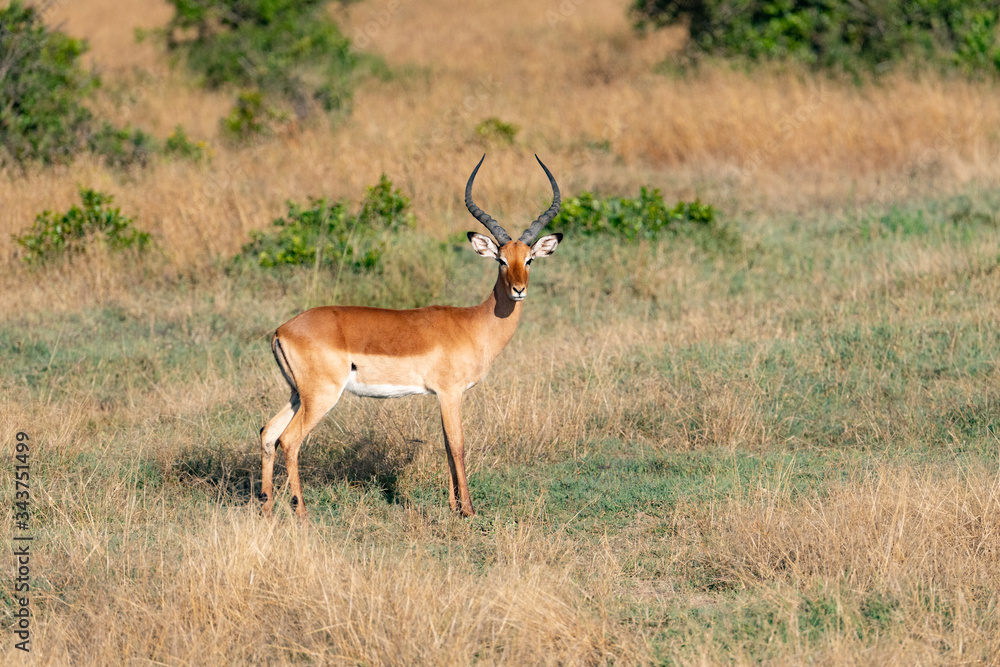 Naklejka premium impala antelope in Masai Mara national park looking at the camera