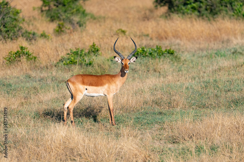 impala antelope in Masai Mara national park looking at the camera