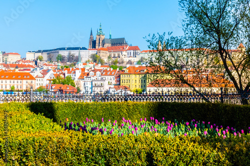 Spring in Prague. Flowerbed of tulips on sunny spring day with Prague Castle on background. Czech Republic