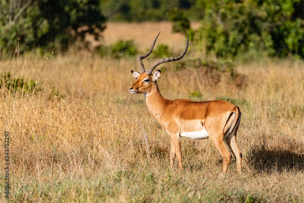 Side profile of an impala antelope in the Masai Mara Side profile of an impala antelope in the Masai Mara