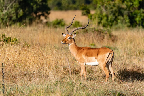 Fototapeta Naklejka Na Ścianę i Meble -  Side profile of an impala antelope in the Masai Mara 