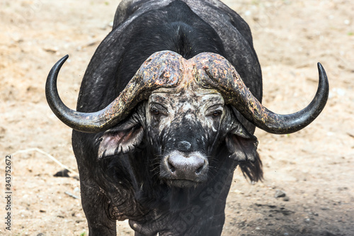 The buffalo - the largest modern bull