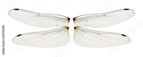 Wings of insect isolated on a white © Alekss