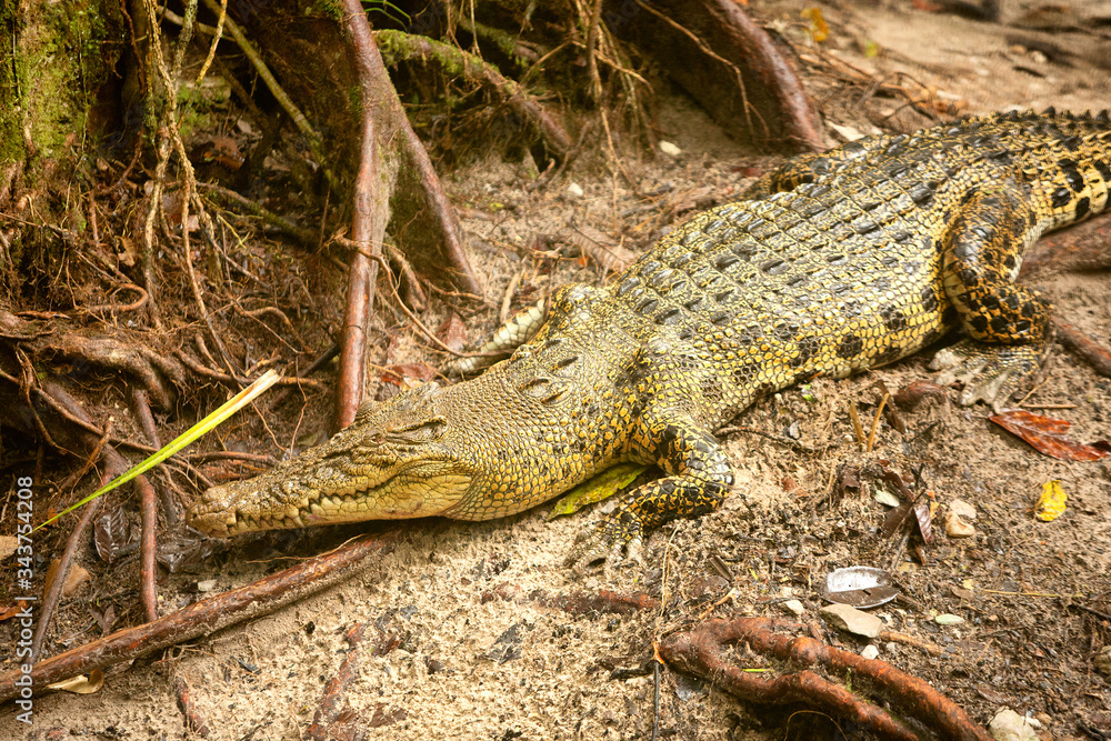 Obraz premium Details of a Crocodile 