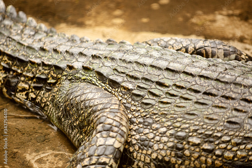 Fototapeta premium Details of a Crocodile 