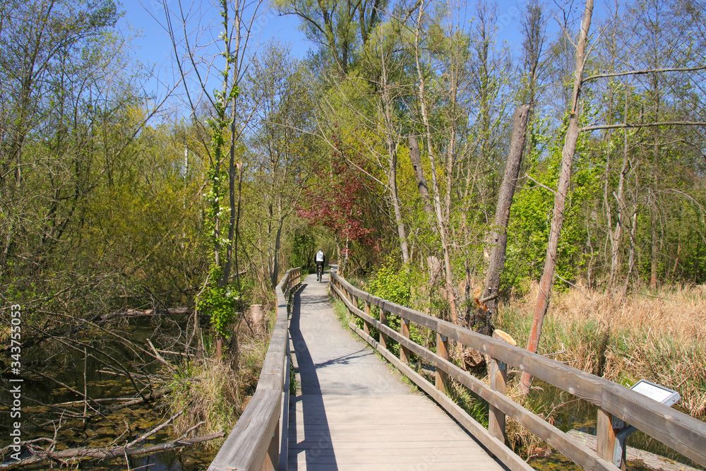 A Wooden plank bridge in nature reserve 