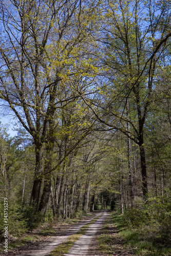 Spring in the forest. Schoonloo Drenthe Netherlands. Woods. Trees. Lane