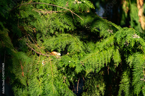 Twigs of thuja, a coniferous shrub, close-up on a blurred green background in sunlight with a yellow tinge on the side