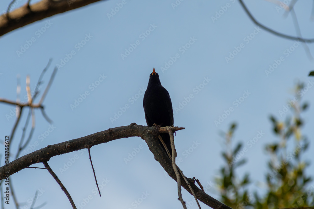portrait of a blackbird looking into the camera, Blackbird that stopped to be photographed, with black feathers and orange beak and interesting look portrait of a blackbird looking into the camera, Blackbird that stopped to be photographed, with black feathers and orange beak and interesting look