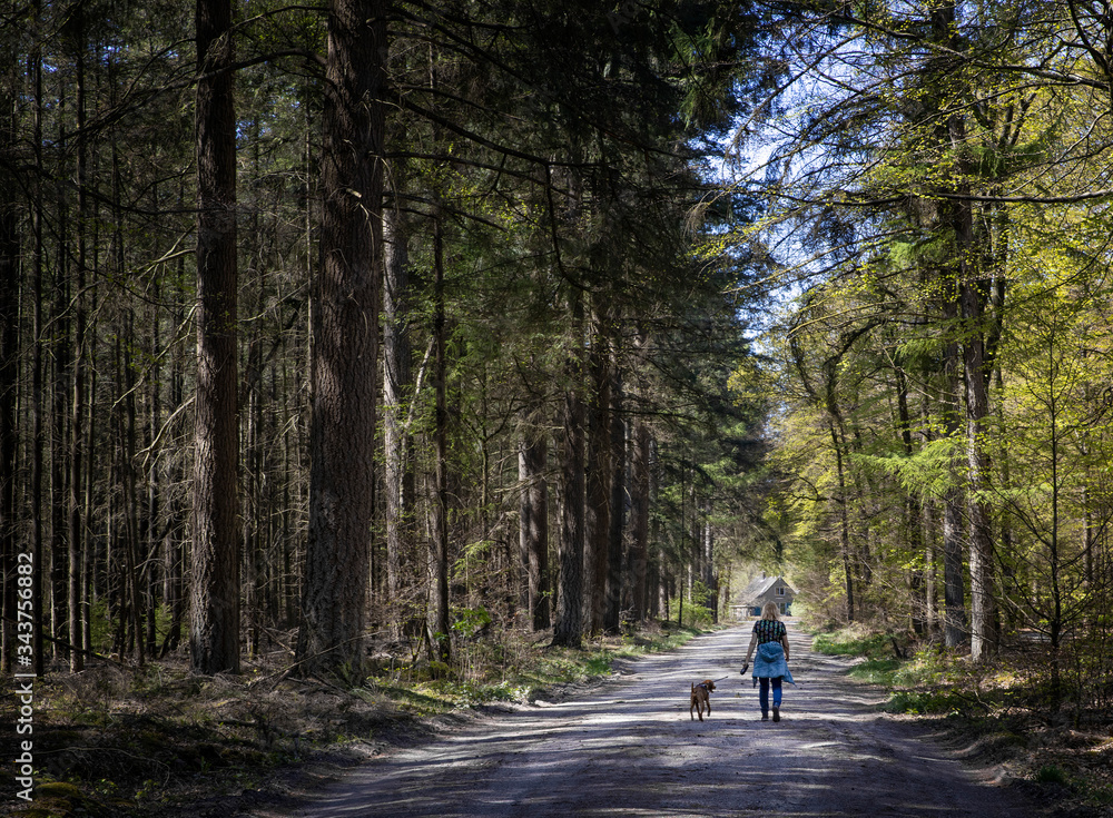 Walking the dog. Spring in the forest. Schoonloo Drenthe Netherlands. Woods. Trees. Walking the dog. Spring in the forest. Schoonloo Drenthe Netherlands. Woods. Trees.