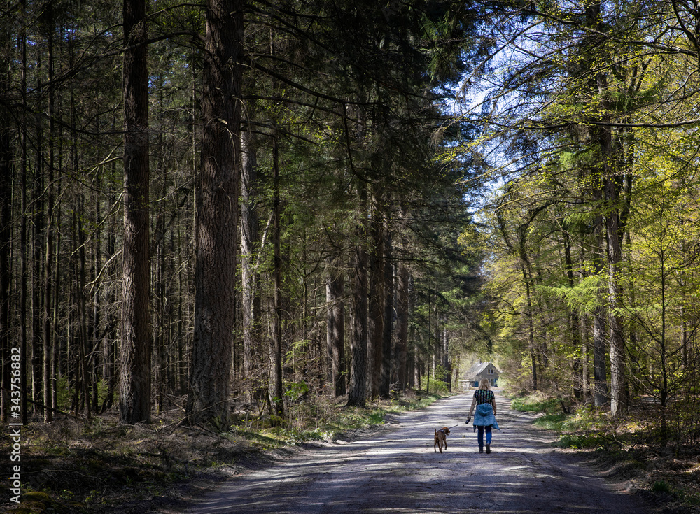 Walking the dog. Spring in the forest. Schoonloo Drenthe Netherlands. Woods. Trees.