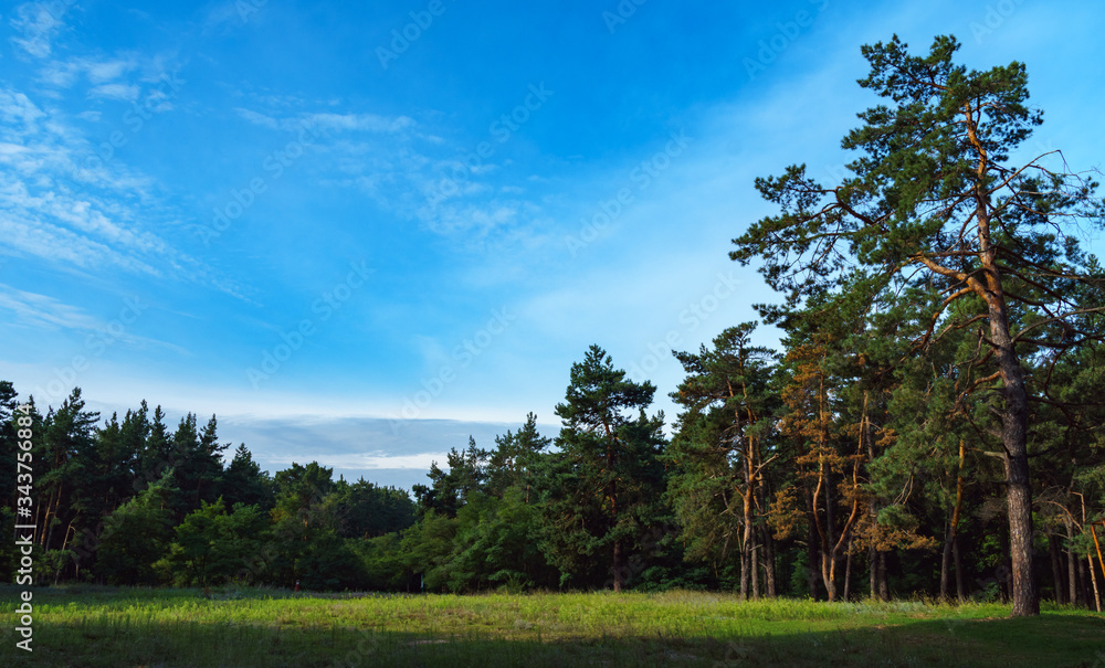 Foliar and coniferous trees in summer forest. Nature protection and ecology concept.