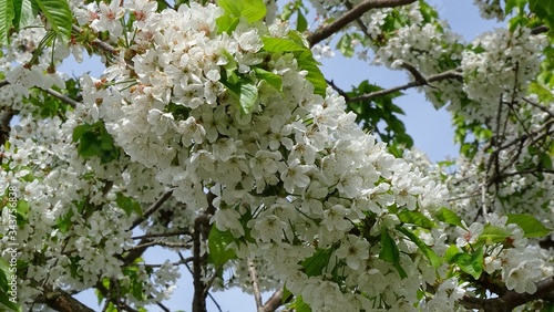 Wiosenne majowe kwitnienia