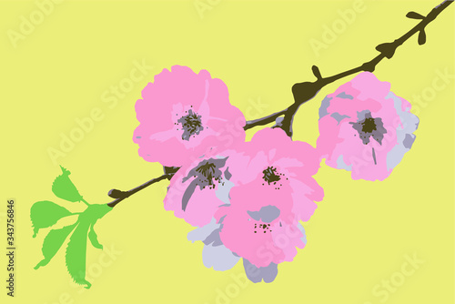 Sakura branch with  blossom flowers vector drawing.