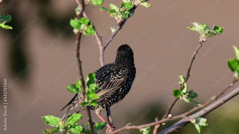 Starling sitting in the apple tree and look, spring, (sturmus vulgaris), germany
Starling sitting in the apple tree and look, spring, (sturmus vulgaris), germany