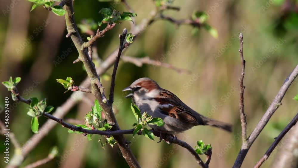 House sparrow male sitting in the apple tree and call, garden, spring, (passer domesticus), germany
House sparrow male sitting in the apple tree and call, garden, spring, (passer domesticus), germany