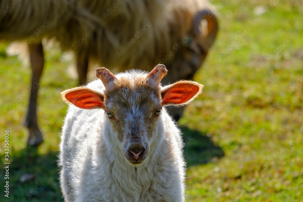 Dutch sheep lamb. A white lamb looks cheerfully at the camera, the sun shines through the lamb's ears, small horns, the mother sheep in the background
