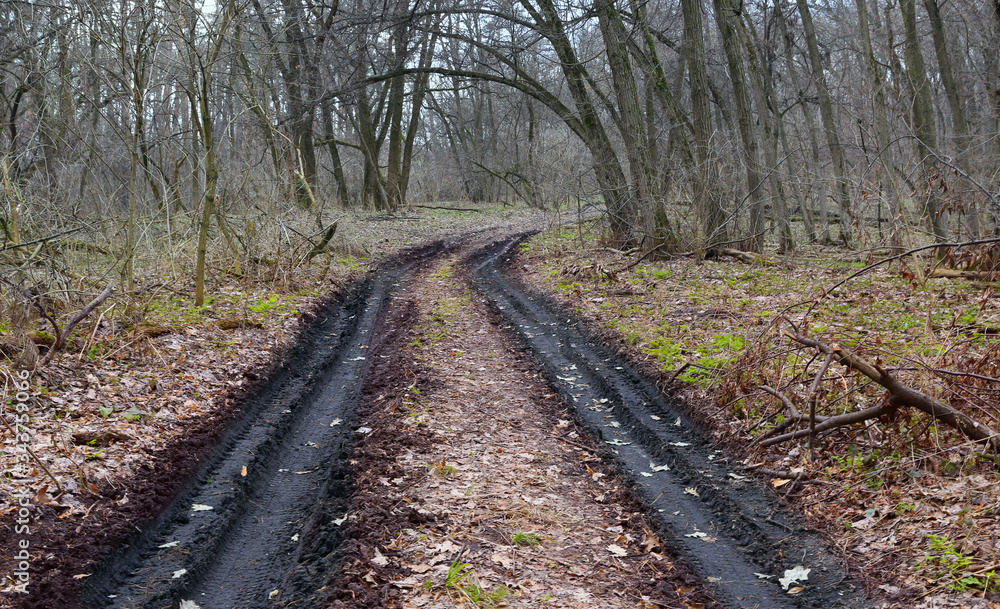 Fototapeta premium dirt road in autumn forest