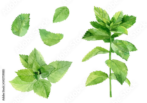 Mint leaves. Herbal plant set. Watercolour illustration isolated on white background.