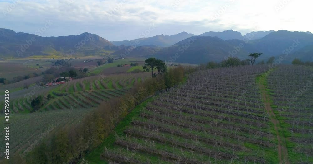 A striking slow aerial over a lush vineyard with distant blue mountains in South Africa - Cape Town, South Africa A striking slow aerial over a lush vineyard with distant blue mountains in South Africa - Cape Town, South Africa