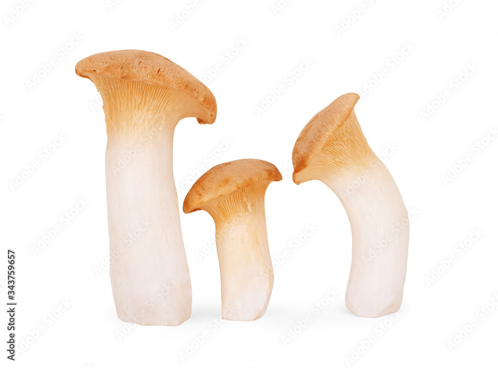 eringi mushrooms isolated on white background eringi mushrooms isolated on white background