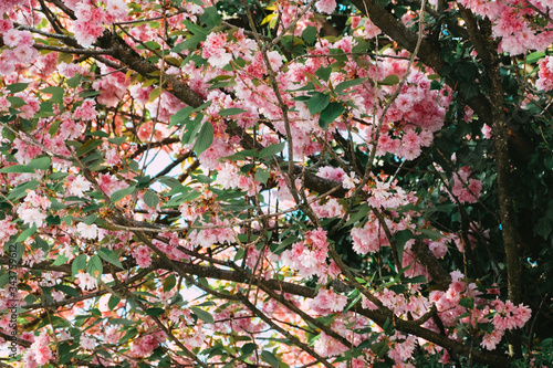 Partially wilted cherry blossoms of a tree in spring