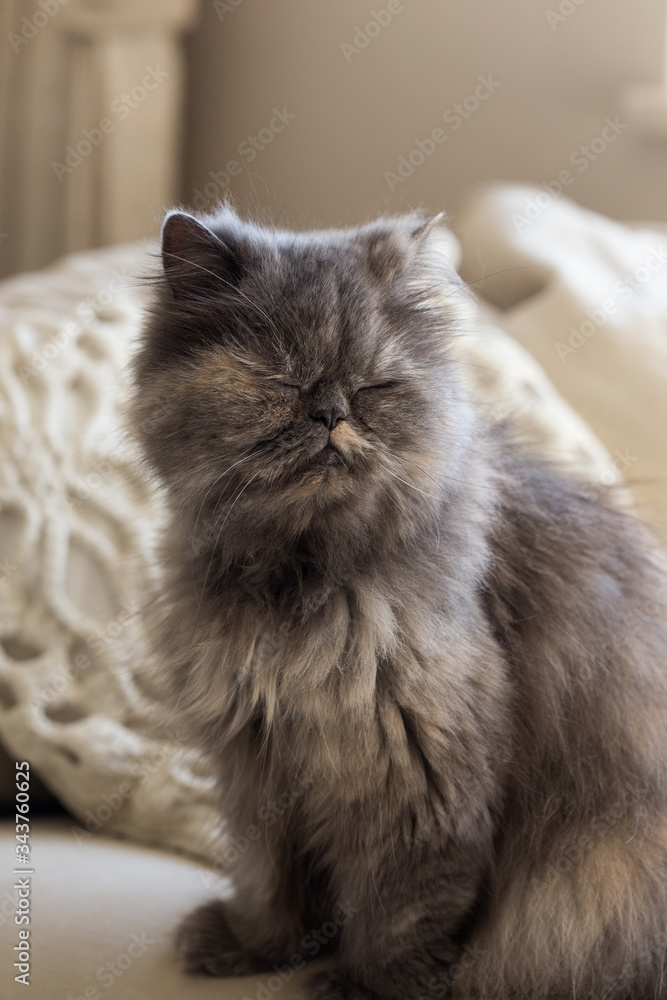 Fototapeta premium Gray persian cat with eyes closed in neutral monochromatic interior