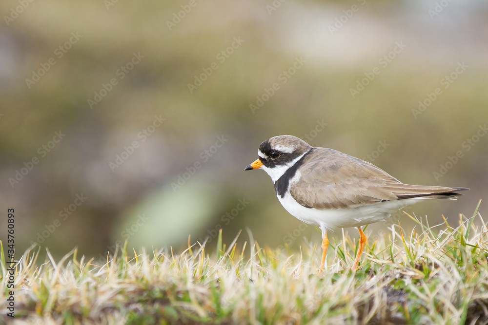 Chorlitejo grande (Charadrius hiaticula), sobre la tundra con fondo desenfocado. Chorlitejo grande (Charadrius hiaticula), sobre la tundra con fondo desenfocado.