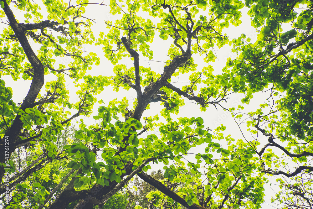 Fototapeta premium Leaf canopy of deciduous trees on a sunny day