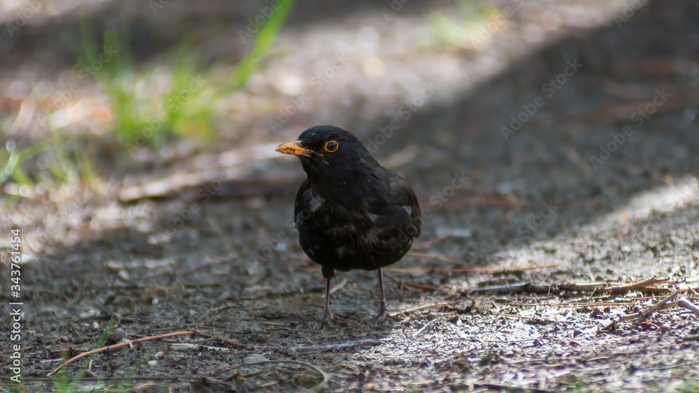 portrait of a blackbird looking into the camera, Blackbird that stopped to be photographed, with black feathers and orange beak and interesting look portrait of a blackbird looking into the camera, Blackbird that stopped to be photographed, with black feathers and orange beak and interesting look