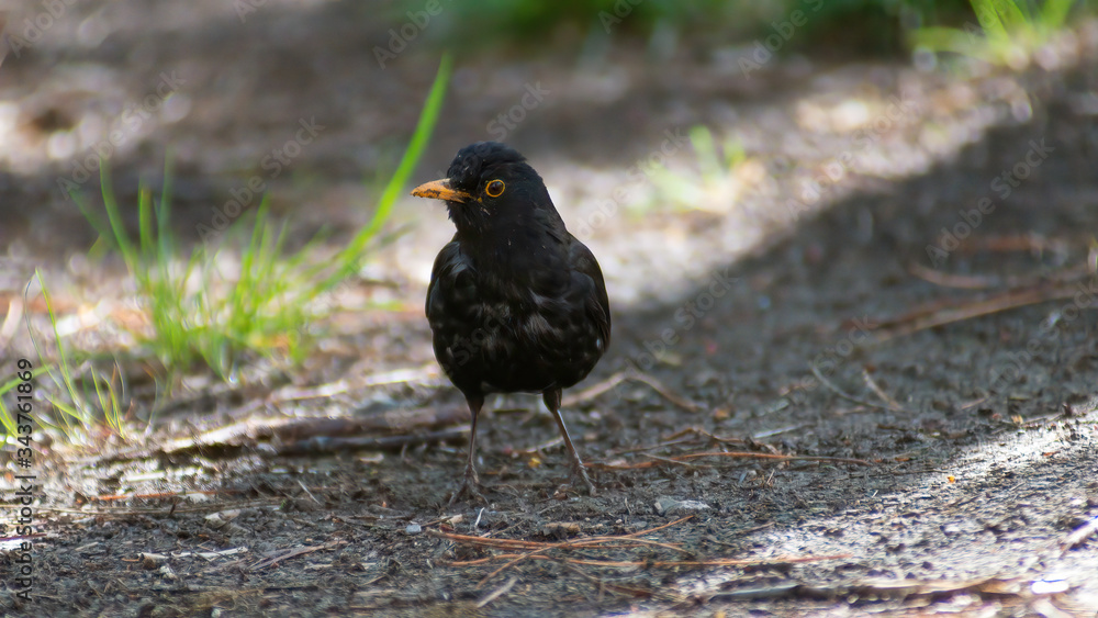 portrait of a blackbird looking into the camera, Blackbird that stopped to be photographed, with black feathers and orange beak and interesting look portrait of a blackbird looking into the camera, Blackbird that stopped to be photographed, with black feathers and orange beak and interesting look