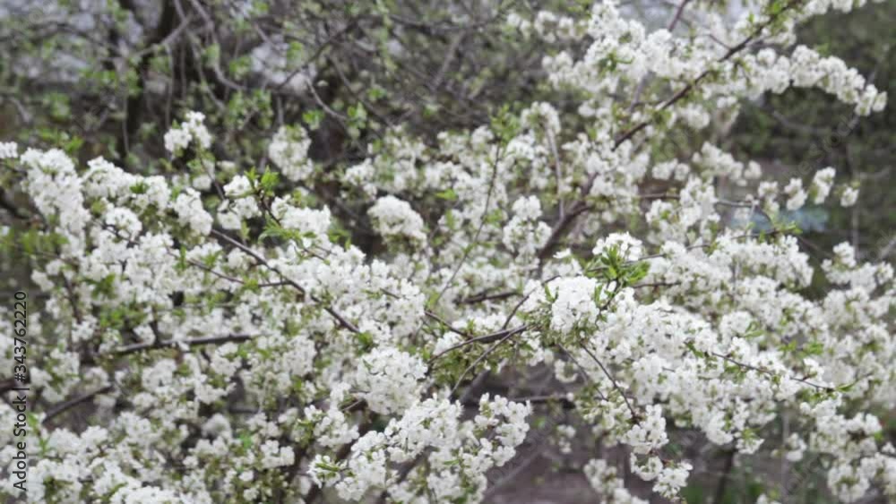 cherry tree covered with aromatic white flowers waved by light wind in fruit garden on spring day cherry tree covered with aromatic white flowers waved by light wind in fruit garden on spring day