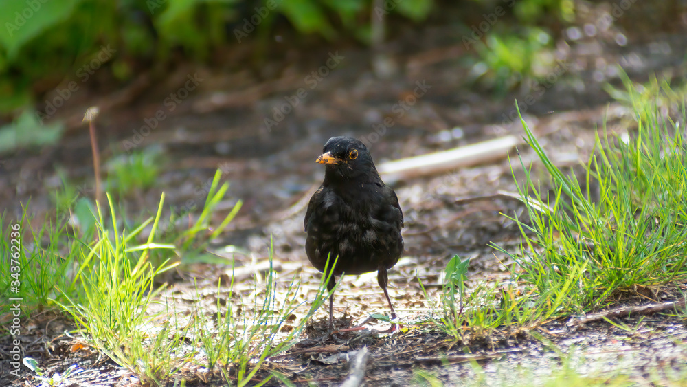portrait of a blackbird looking into the camera, Blackbird that stopped to be photographed, with black feathers and orange beak and interesting look portrait of a blackbird looking into the camera, Blackbird that stopped to be photographed, with black feathers and orange beak and interesting look