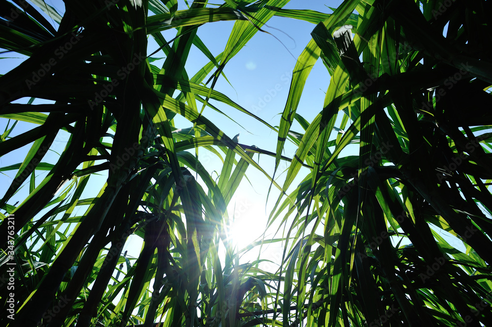 Sugarcane plants growing at field Sugarcane plants growing at field