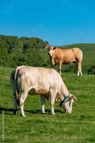 Cows grazing in the mountains, Erro valley, Navarra, Spain