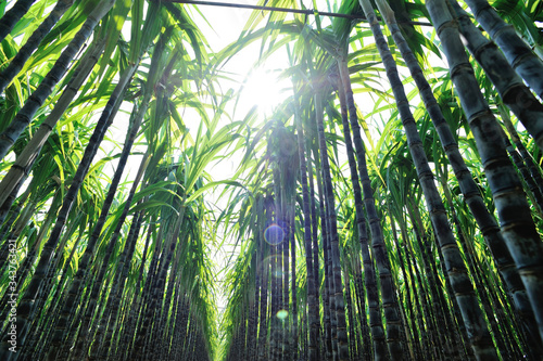 Fototapeta Naklejka Na Ścianę i Meble -  Sugarcane plants growing at field