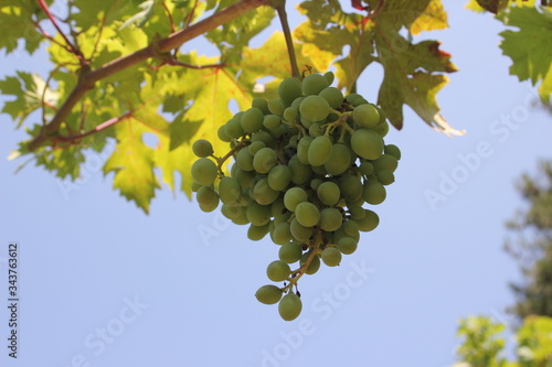 Landscape of rows in the vineyard in Izmir, Turkey. Juicy grapes in the garden.