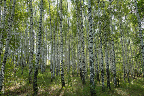 Birch forest in summer Sunday day. Forest is very classic for Russian nature. Black & white trunks of trees, green foliage lighted by sunlight, nobody around