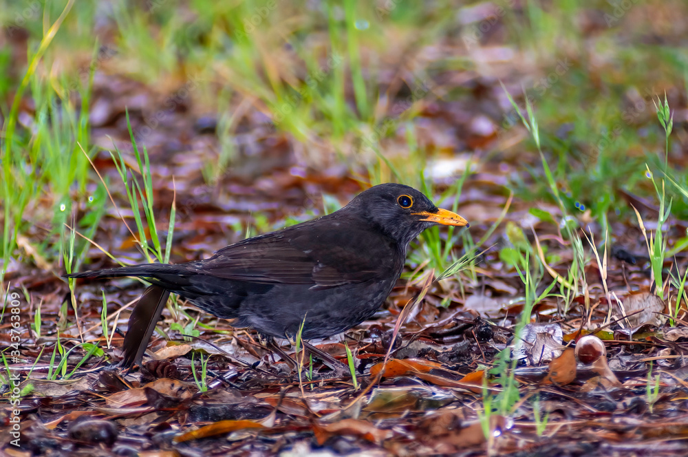 portrait of a blackbird looking into the camera, Blackbird that stopped to be photographed, with black feathers and orange beak and interesting look portrait of a blackbird looking into the camera, Blackbird that stopped to be photographed, with black feathers and orange beak and interesting look