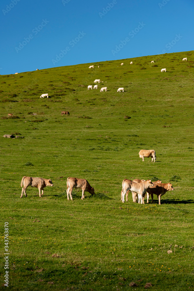 Calves grazing in the mountains, Erro valley, Navarra, Spain