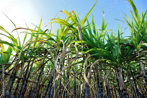 Sugarcane plants growing at field