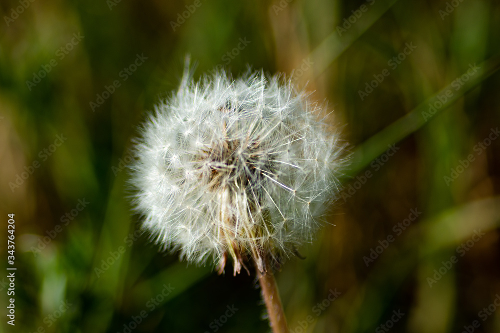 Fototapeta premium dandelion in the forest macro green and white background