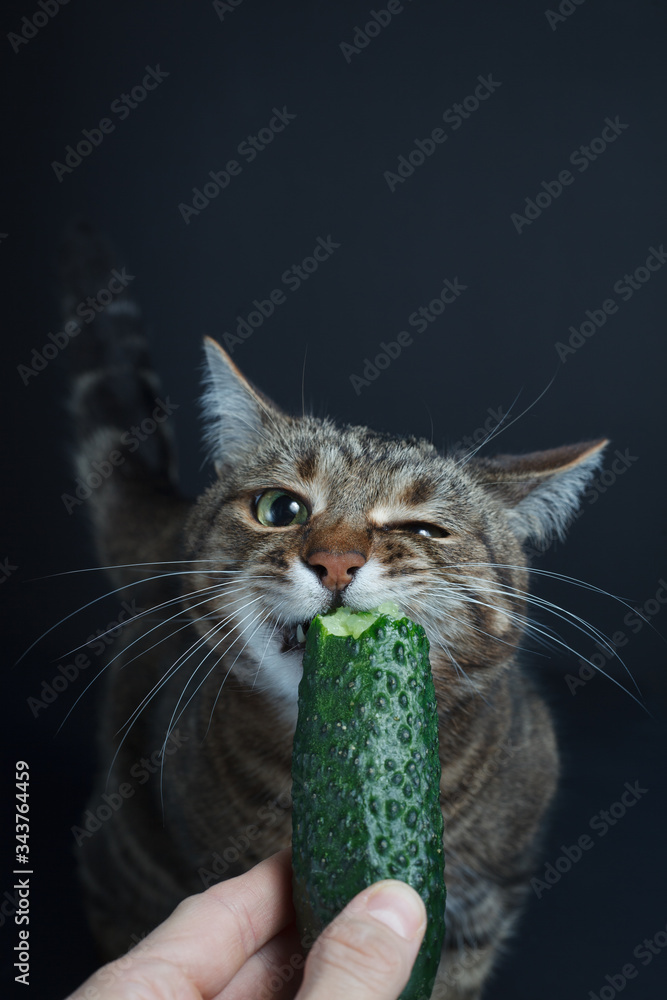 cat eats cucumber