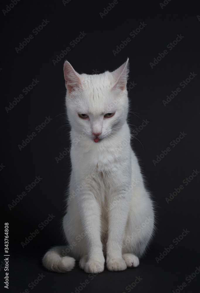 White cat with yellow eyes on a black background