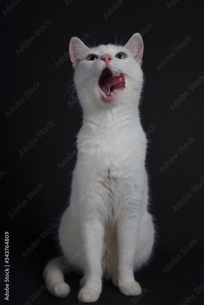 White cat yawns on a black background