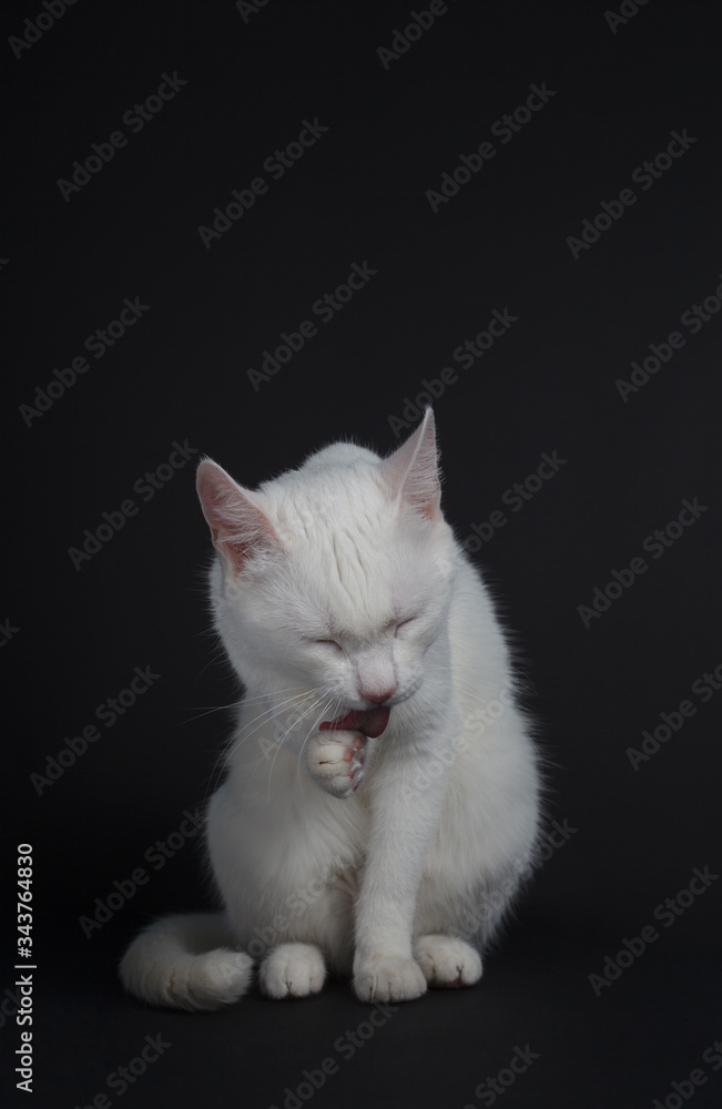 White cat washes on a black background