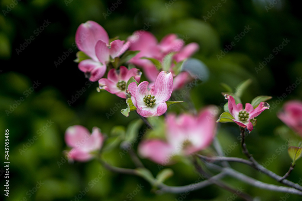 dogwood; Benthamidia florida